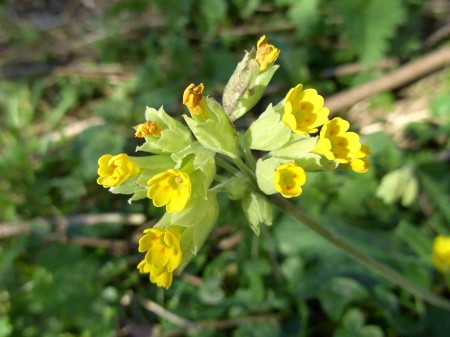 primevère officinale